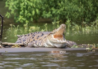 Satirical story about pastor eaten by crocodiles during attempt to walk on water goes viral