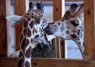 April the giraffe update: When will April give birth?