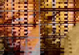 'Prison Break' season 5 spoilers, plot news: Major character death rumored, Mahone not returning