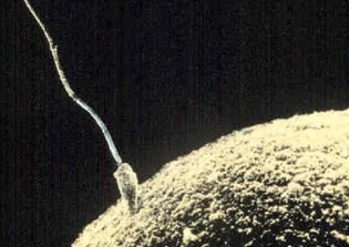 Human life begins with 'flash of light,' claim scientists