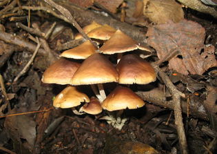 Christian clerics join other religious ministers in experimenting with 'magic mushrooms'